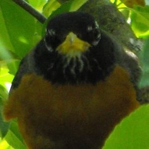 Meet your Posher, Robin